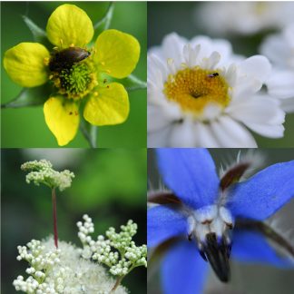 Apprendre à réaliser un élixir alchimique de plante, les 3 leçons !
