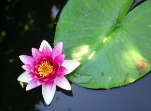 meditation amoureux