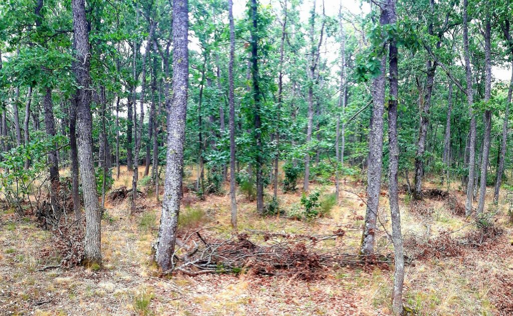 labyrinthe forêt méditation