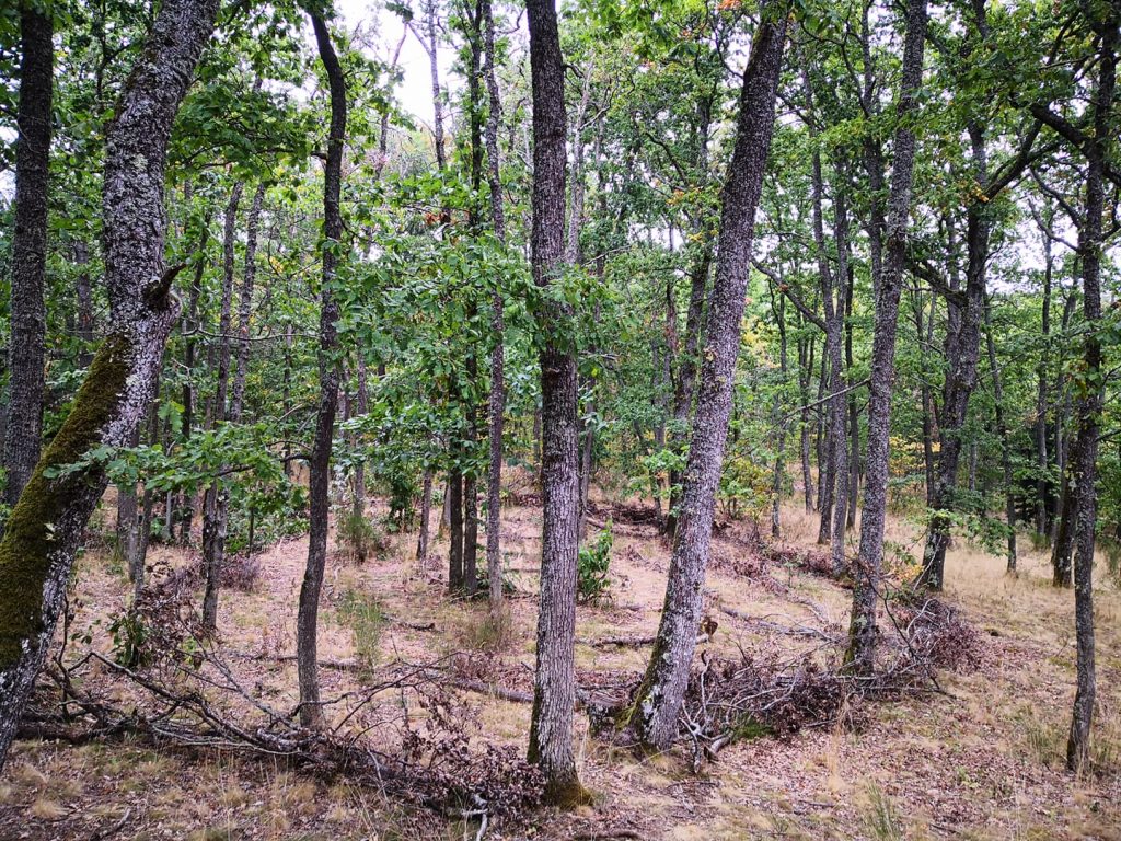 labyrinthe forêt